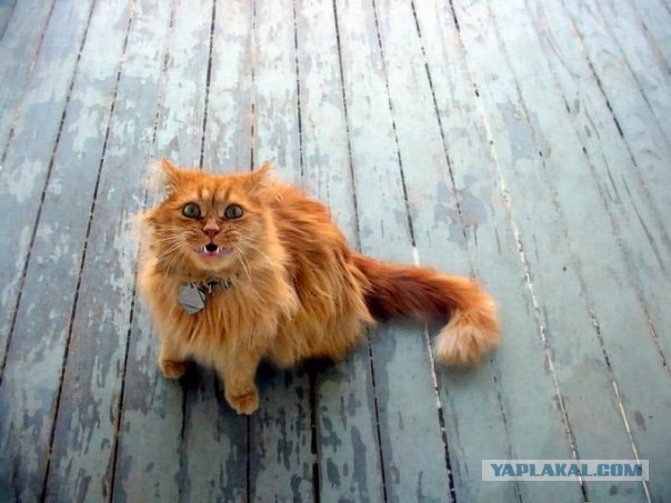 Рыжий котовторник на ЯПлакал!, Смотрим  и добавляем!