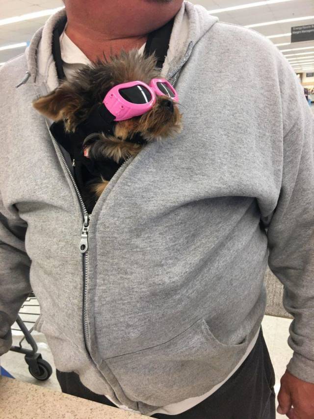 Живность из сети