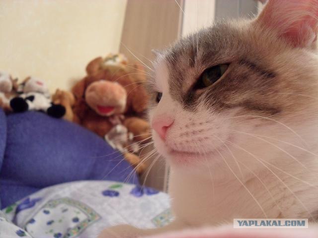 Котопятница