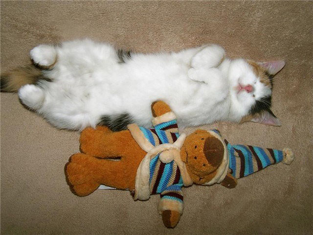 Как же можно про котовторник забыть?!