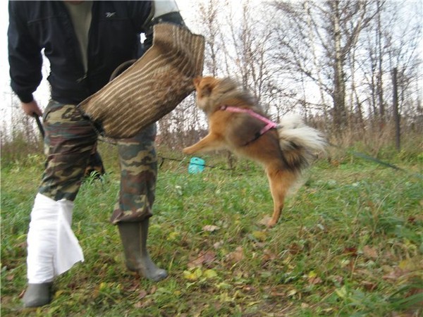Пёс спас свою хозяйку от убийцы с ножом в Ростове-на-Дону