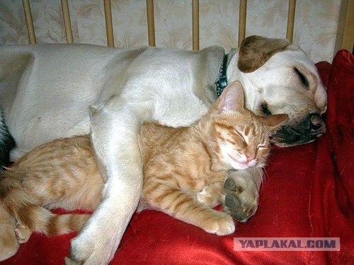 Пятница. Коты vs собаки.