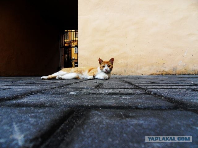 Котовторник с Максом