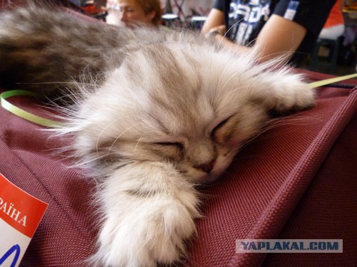 Сонный Котовторник