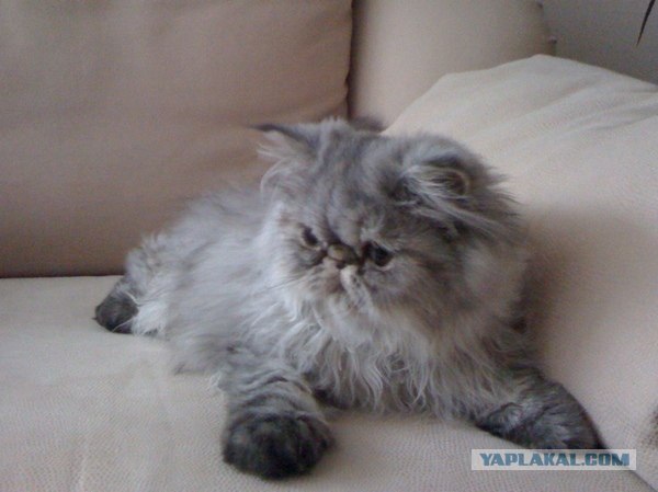 Котовторник 22.11.11