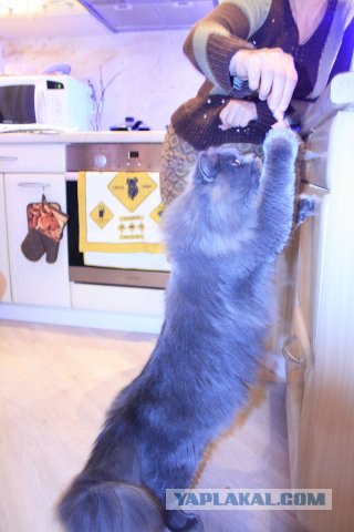Котовторник (14.02.2012)