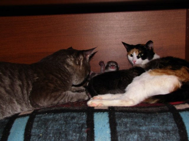 Котовторник 07.08.2012