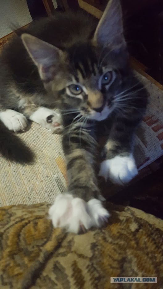 20 снимков с кисточками, доказывающих, что прекраснее мейн-кунов могут быть лишь котята мейн-кунов