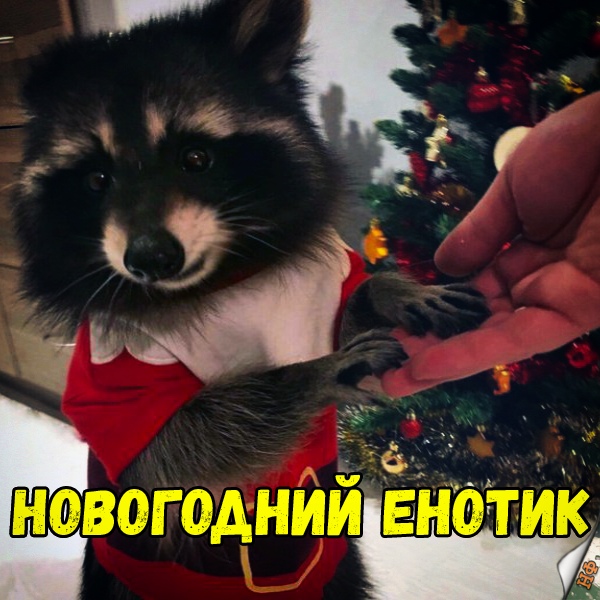 Милые животные. Мимиметр сломался