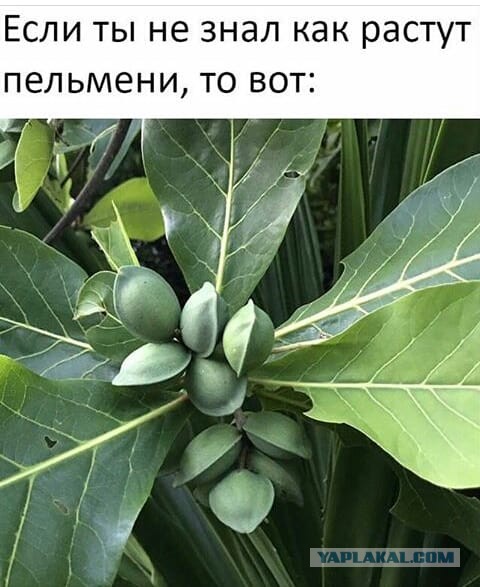 Картинки для улыбнуться 6.0