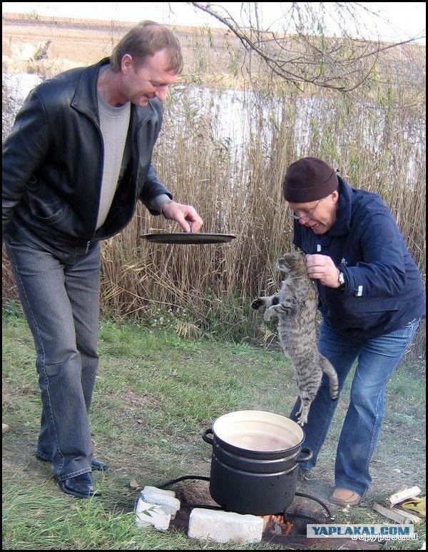 Кому котика?