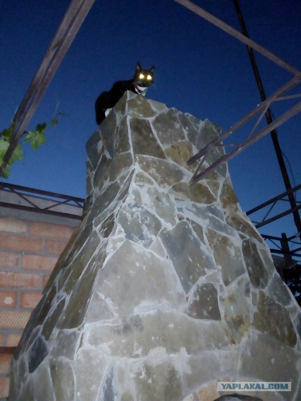 Живность из сети