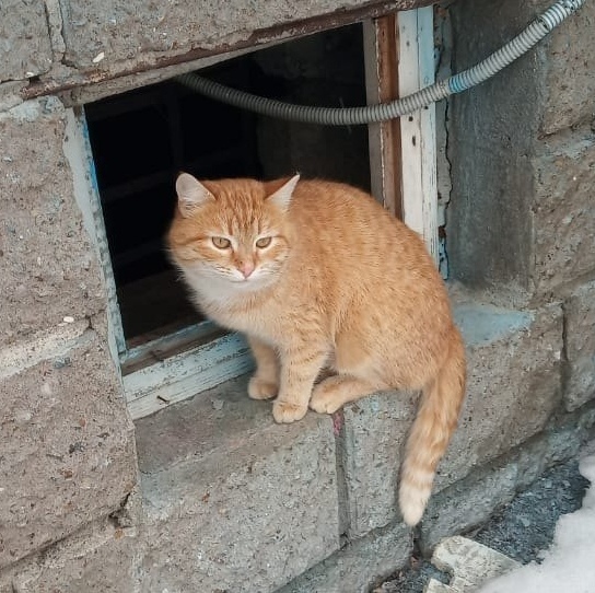 Котофеев пост
