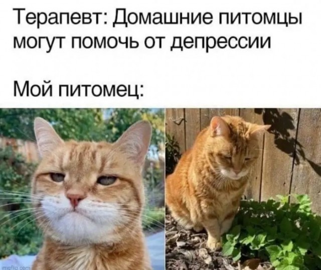 Немного картинок для настроения 04.06.20