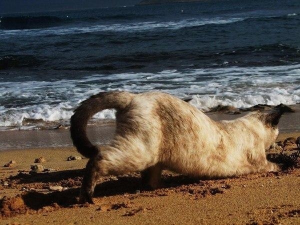 Эти забавные животные