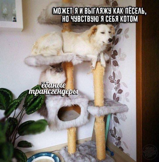 ФСИН переводит трансгендера из женского СИЗО в мужскую колонию