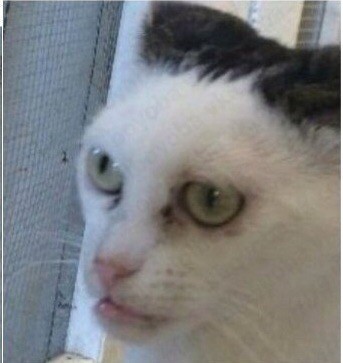 На вас когда нибудь быковал кот?