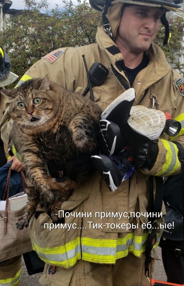 Фотография кота, которого спасли из пожара