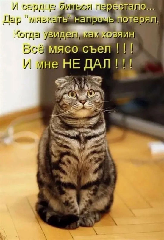 Тлидцать тли от 8 февраля