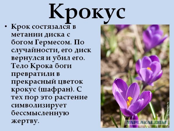 Лидер группы "Пикник" Эдмунд Шклярский обратился к семьям погибших и пострадавших в теракте перед их концертом