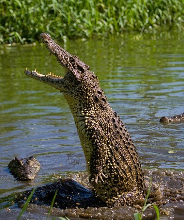 На Кубе бродячие кошки угрожают популяции вымирающих крокодилов