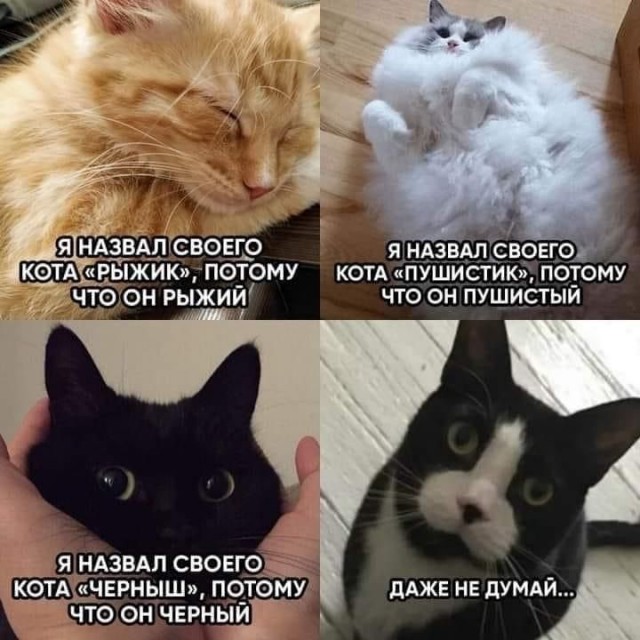 К котовторнику: подборка картинок-баянов с котиками и про котиков. Выпуск 24.