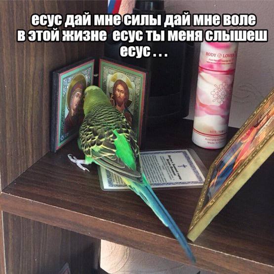Дегрономикон депрессивный