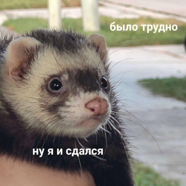 Картинки для деградации 152 (разной степени свежести)