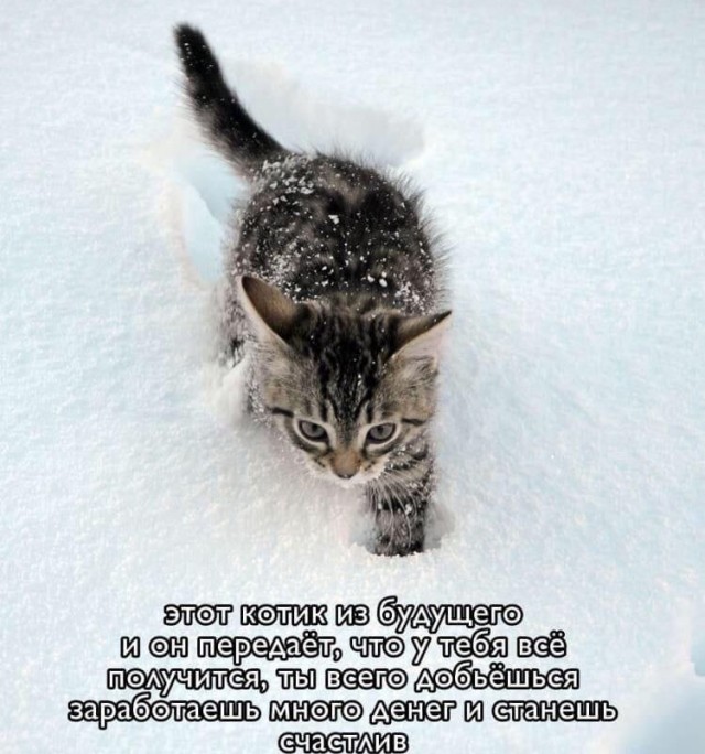 К котовторнику: подборка картинок-баянов с котиками и про котиков. Выпуск 35.