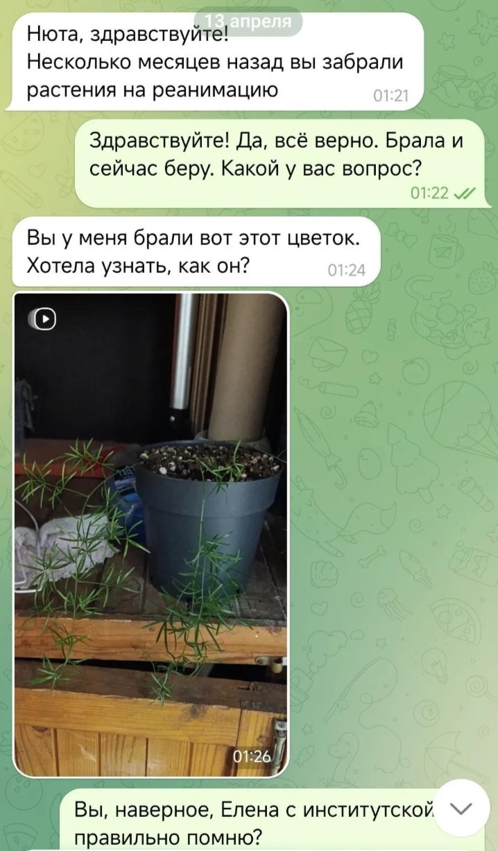 Аспарагусы