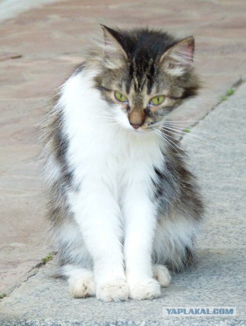 Котовторник 23.07.2013