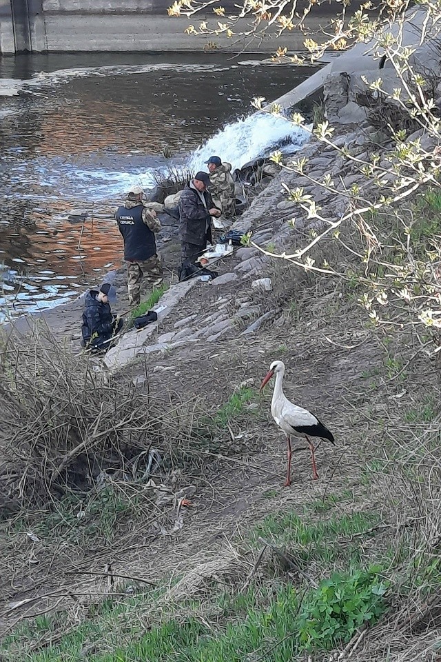 Русский бобр