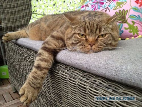 Котовторник  30.07.2013