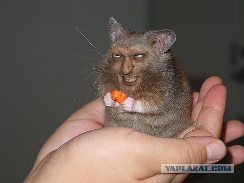 Попался