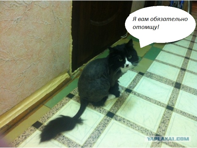 Не про олимпиаду
