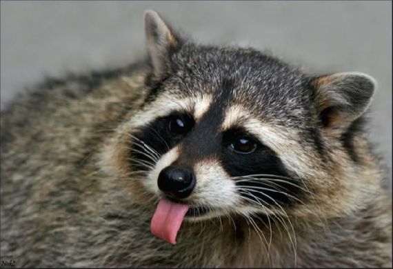 удалить! тест !