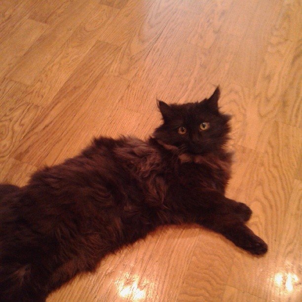 Международная выставка кошек Кэтсбург 2014