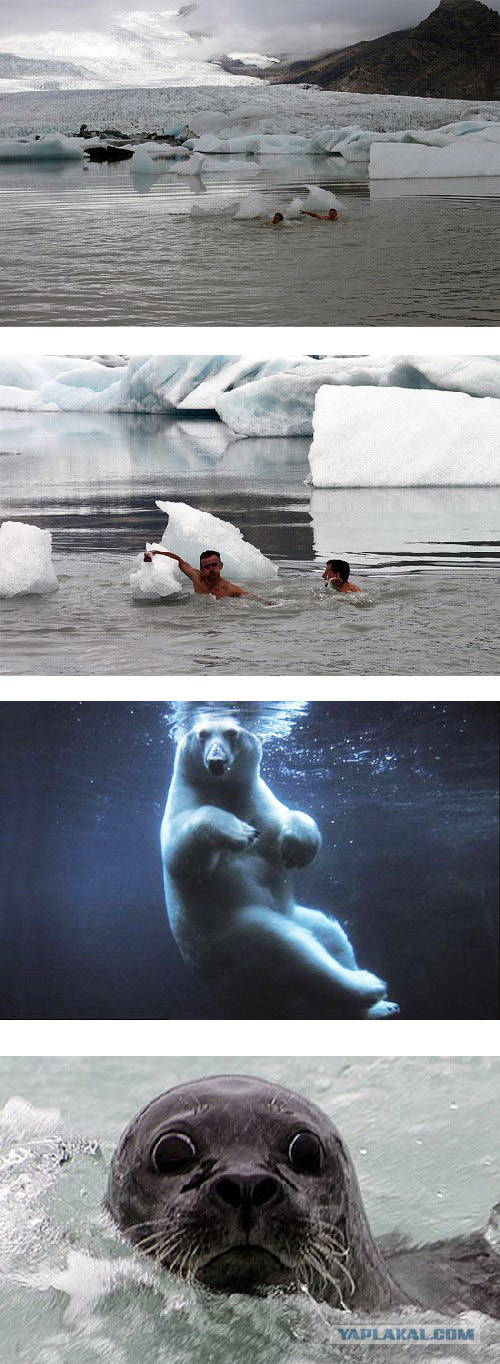 Моржи и Тюлень