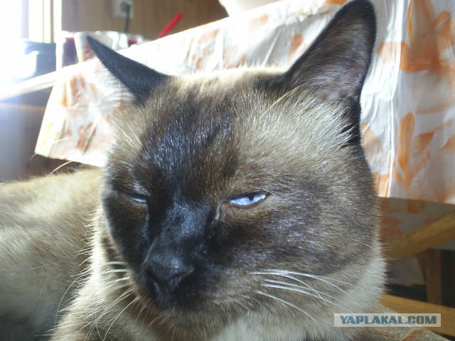 Котовторник  08.07.2014