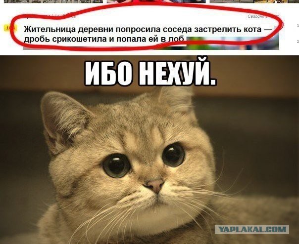 Котик Чака Норриса