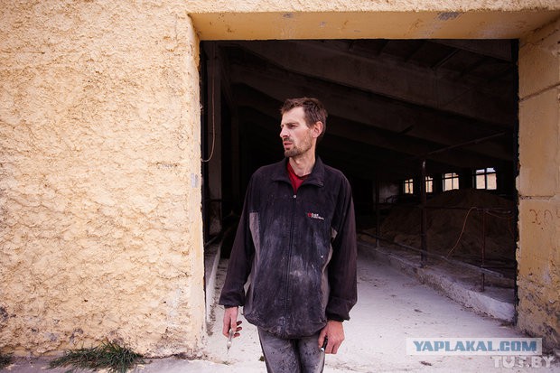 Коровам обрезали рога и в головах завелись черви..