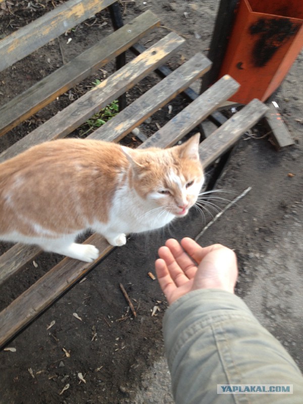 Котовторник