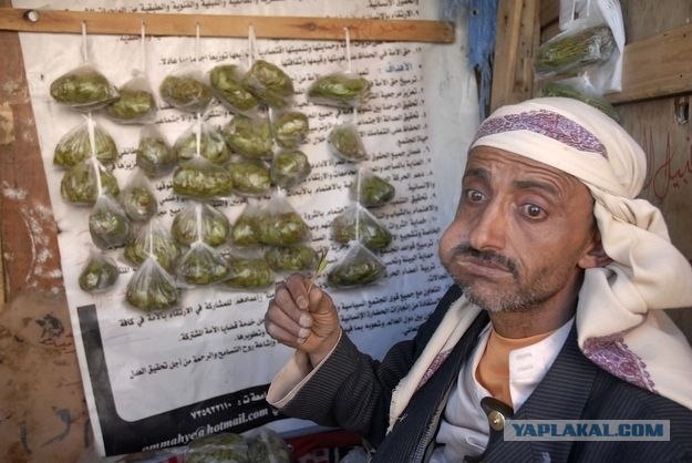Кат - замена алкоголя для мусульман