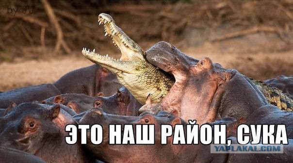Весёлости в картинках