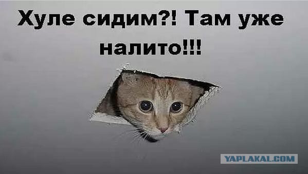 Известные котомемы.