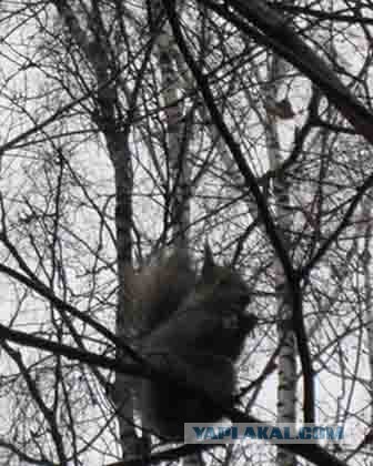 Золотая осень