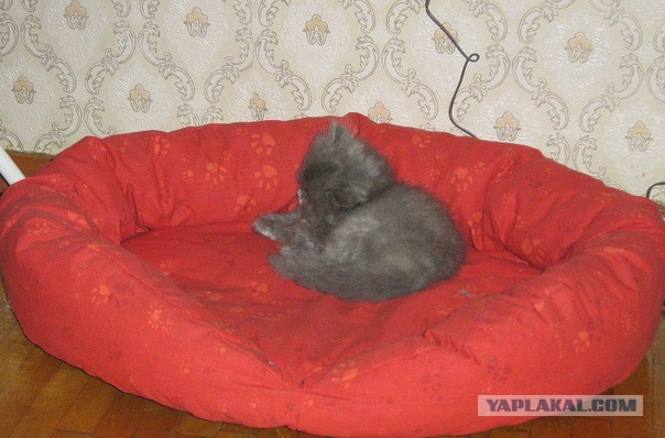 Котовторник