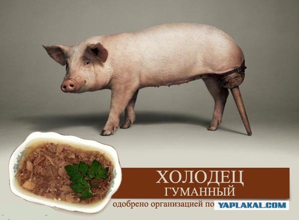 В аквариуме у тайского рыбака живет половина рыбы