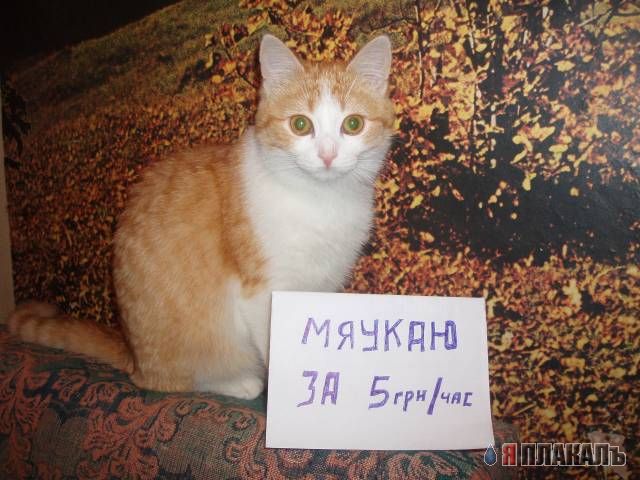 Коты, кошки, котята