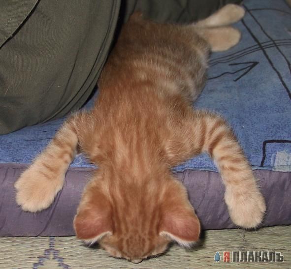 Коты, кошки, котята